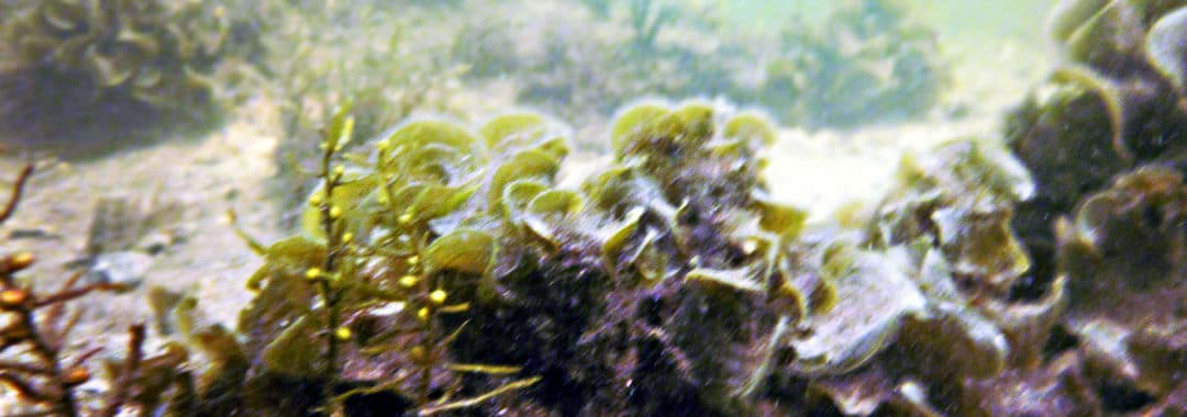 An undersea shelf with coral and vegetation