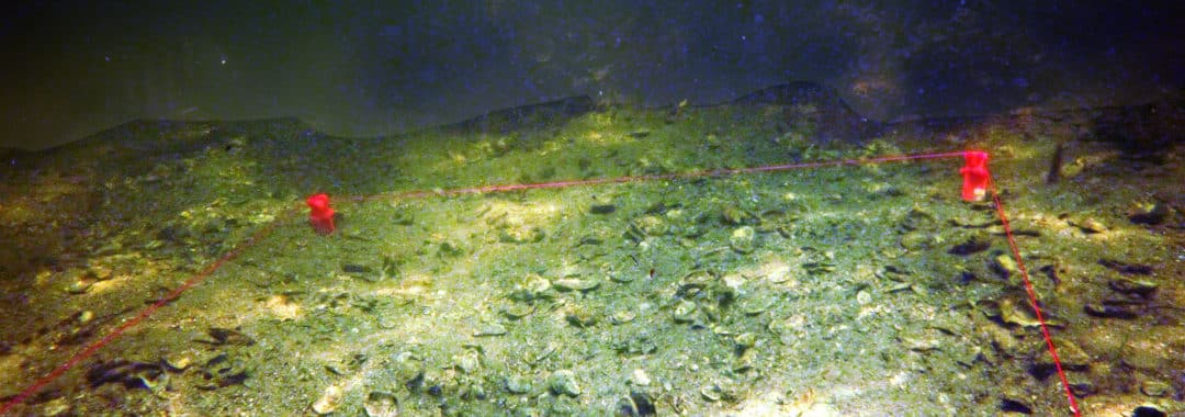 An underwater dig site with an area roped off