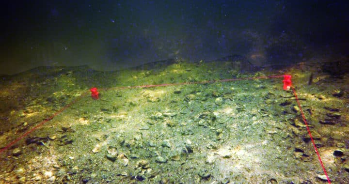 An underwater dig site with an area roped off