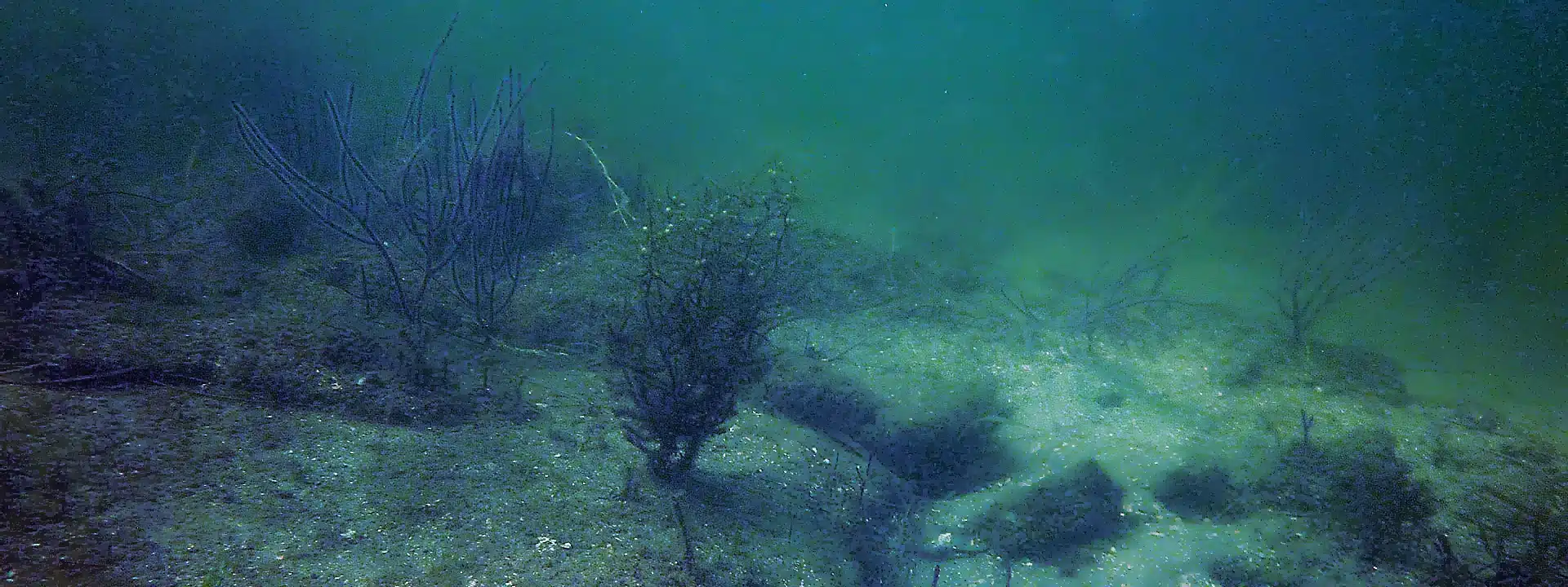 An underwater dive site